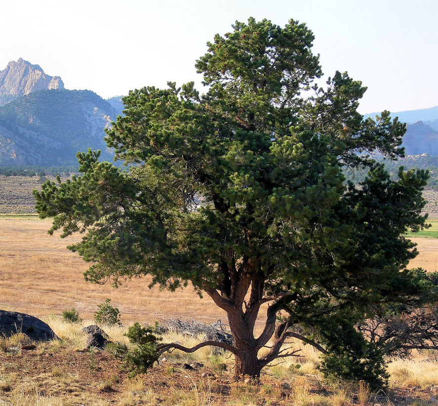 colorado pinyon